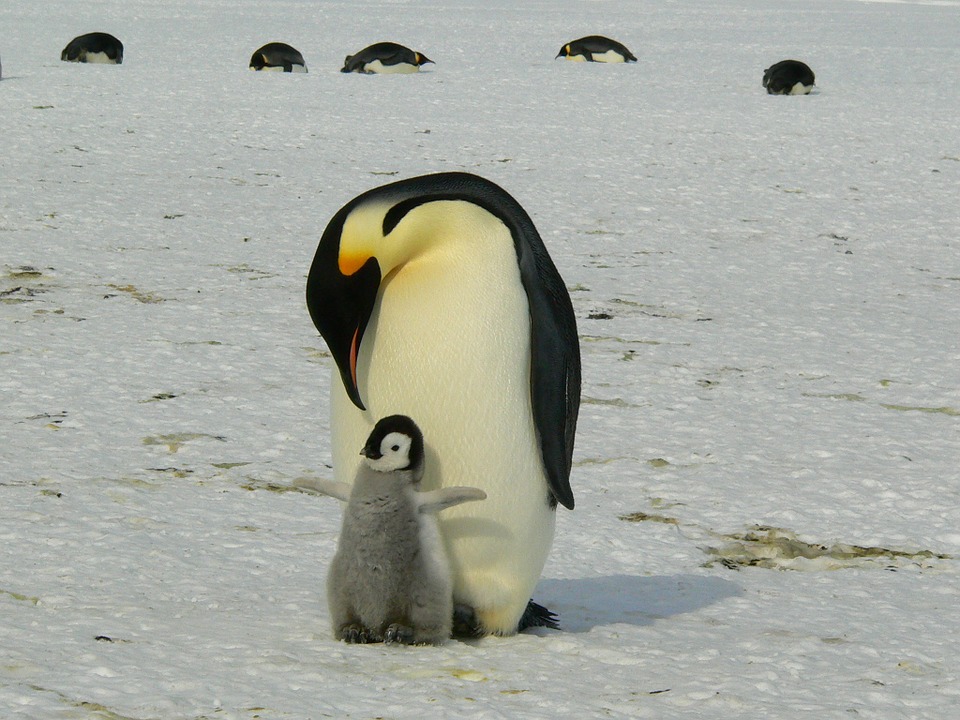 Συγκλονίζει ο κάμεραμαν του BBC που «έσπασε» τους τηλεοπτικούς κανόνες και έσωσε τους πιγκουίνους στην Ανταρκτική - Φωτογραφία 2