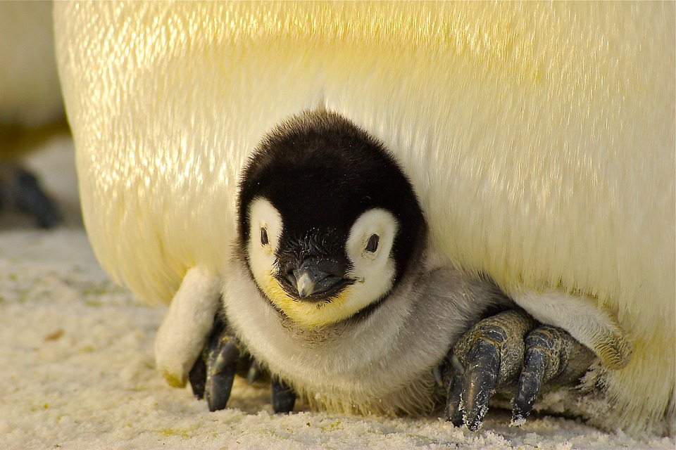 Συγκλονίζει ο κάμεραμαν του BBC που «έσπασε» τους τηλεοπτικούς κανόνες και έσωσε τους πιγκουίνους στην Ανταρκτική - Φωτογραφία 3