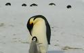 Συγκλονίζει ο κάμεραμαν του BBC που «έσπασε» τους τηλεοπτικούς κανόνες και έσωσε τους πιγκουίνους στην Ανταρκτική - Φωτογραφία 2