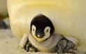 Συγκλονίζει ο κάμεραμαν του BBC που «έσπασε» τους τηλεοπτικούς κανόνες και έσωσε τους πιγκουίνους στην Ανταρκτική - Φωτογραφία 3