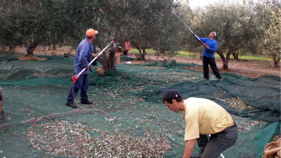 Κρήτη: Ψάχνουν εργάτες μέσω... Facebook για να μαζέψουν ελιές - Φωτογραφία 1