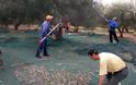 Κρήτη: Ψάχνουν εργάτες μέσω... Facebook για να μαζέψουν ελιές - Φωτογραφία 1