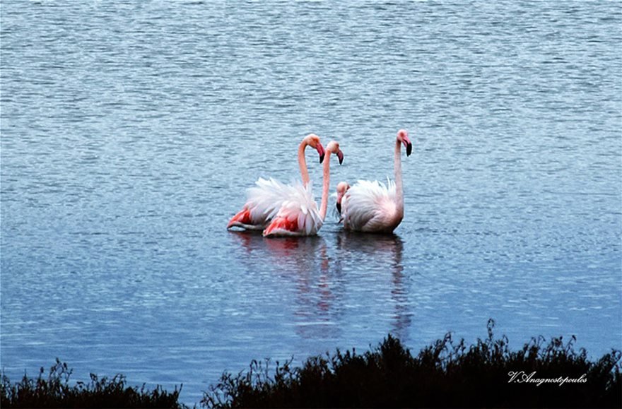 Ξάνθη: Μαγεύουν τα ροζ φλαμίνγκο στη λίμνη Βιστωνίδα - Φωτογραφία 2