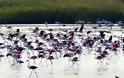 Ξάνθη: Μαγεύουν τα ροζ φλαμίνγκο στη λίμνη Βιστωνίδα