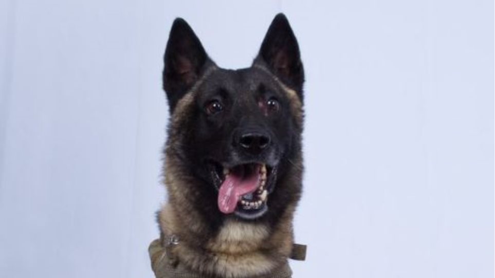 Ο χαρισματικός σκύλος που βοήθησε στην επιχείρηση κατά του αρχηγού του ISIS - Φωτογραφία 1
