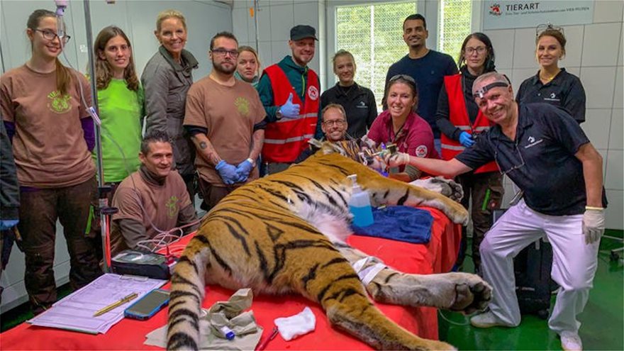Γερμανία: Απίστευτο - Έβαλαν χρυσό κυνόδοντα σε τίγρη με σπασμένο δόντι - Φωτογραφία 3