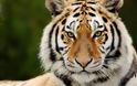 Γερμανία: Απίστευτο - Έβαλαν χρυσό κυνόδοντα σε τίγρη με σπασμένο δόντι - Φωτογραφία 1