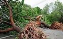 Ελευσίνα: Έπεσε δέντρο μέσα στο δρόμο