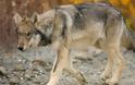 ΣΟΚ: Αγέλη λύκων κατασπάραξε 30χρονη φύλακα!