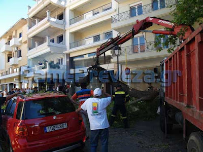 Πρέβεζα: Πλάτανος έπεσε πάνω σε διερχόμενα αυτοκίνητα σε κεντρικό δρόμο της πόλης - Φωτογραφία 4