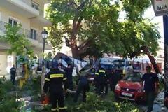 Πρέβεζα: Πλάτανος έπεσε πάνω σε διερχόμενα αυτοκίνητα σε κεντρικό δρόμο της πόλης