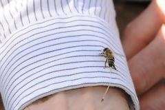 ΔΕΙΤΕ: Τι συμβαίνει όταν μας τσιμπάει μια μέλισσα