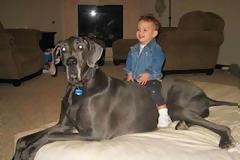 Δείτε πως είναι η ζωή του μεγαλύτερου σκύλου στον κόσμο!