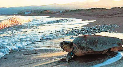 ΣΟΚ: Αποκεφάλισαν θαλάσσιες χελώνες στον Αμβρακικό Κόλπο - Φωτογραφία 1