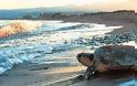 ΣΟΚ: Αποκεφάλισαν θαλάσσιες χελώνες στον Αμβρακικό Κόλπο