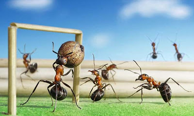 Και τα μυρμήγκια πάνε EURO 2012! - Φωτογραφία 3