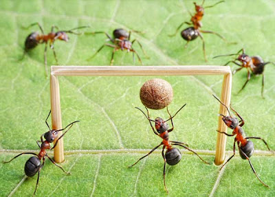 Και τα μυρμήγκια πάνε EURO 2012! - Φωτογραφία 4