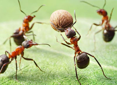 Και τα μυρμήγκια πάνε EURO 2012! - Φωτογραφία 5