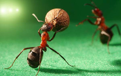 Και τα μυρμήγκια πάνε EURO 2012! - Φωτογραφία 6