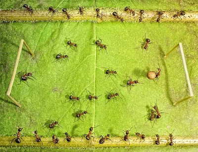 Και τα μυρμήγκια πάνε EURO 2012! - Φωτογραφία 7