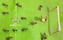 Και τα μυρμήγκια πάνε EURO 2012!