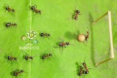 Και τα μυρμήγκια πάνε EURO 2012!