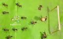 Και τα μυρμήγκια πάνε EURO 2012! - Φωτογραφία 2