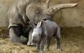 Σπάνιος λευκός ρινόκερος γεννήθηκε στο Ισραήλ
