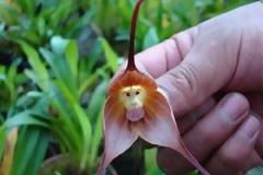 ΔΕΙΤΕ: Μια ορχιδέα που μοιάζει με...πίθηκος