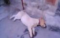 Ηράκλειο: Δηλητηρίασαν επτά σκυλιά στο Ατσαλένιο