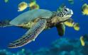 Απολιθωμένες χελώνες «αιώνιοι εραστές»