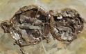 Απολιθωμένες χελώνες βρήκαν παλαιοντολόγοι στη Γερμανία