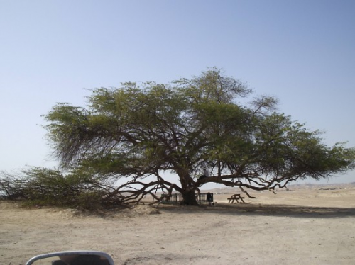 Το Δέντρο της Ζωής: Ένα μυστηριώδες φυσικό φαινόμενο - Φωτογραφία 5