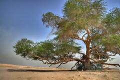 Το Δέντρο της Ζωής: Ένα μυστηριώδες φυσικό φαινόμενο