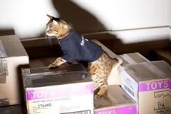 Γάτα έπιασε δουλειά ως σεκιούριτι!