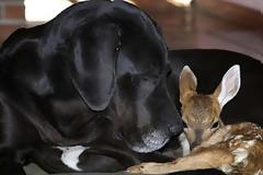 Kate & Pippin: Μια απίθανη ιστορία αγάπης…