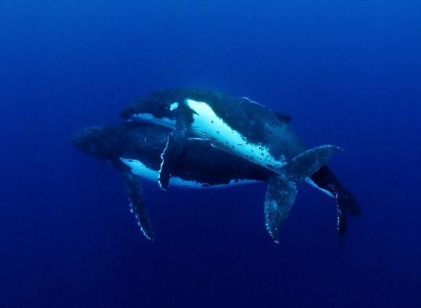 Σπάνια φωτογραφία από τη στιγμή ζευγαρώματος των φαλαινών - Φωτογραφία 2