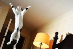 Ξέρετε τι κάνουν τα κατοικίδια όταν λείπετε;