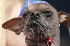 O πιο άσχημος σκύλος στον κόσμο