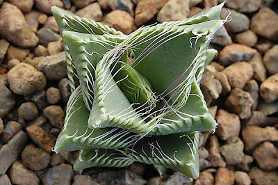 Faucaria Τigrina: Ένα εξωγήινο φυτό - Φωτογραφία 4