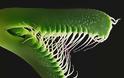 Faucaria Τigrina: Ένα εξωγήινο φυτό - Φωτογραφία 1