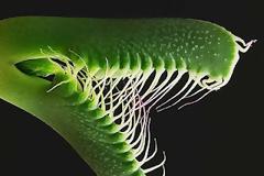 Faucaria Τigrina: Ένα εξωγήινο φυτό