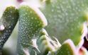 Faucaria Τigrina: Ένα εξωγήινο φυτό - Φωτογραφία 3