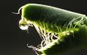 Faucaria Τigrina: Ένα εξωγήινο φυτό - Φωτογραφία 5