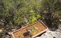 Φυτεία με δενδρύλλια κάνναβης στο Αλσος Φιλοθέης