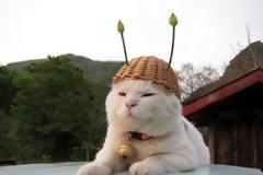 Ο πιο στυλάτος γάτος στον κόσμο!