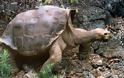 Πέθανε η τελευταία γιγάντια χελώνα ο Μοναχικός Χόρχε