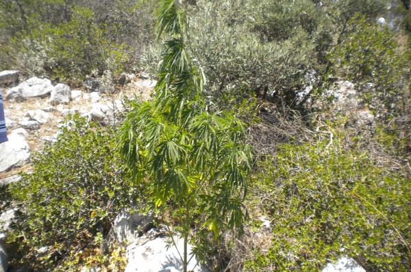 Είχε κάνει το Άλσος Φιλοθέης χασισοφυτεία! - φωτο - Φωτογραφία 3