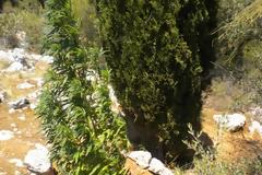 Είχε κάνει το Άλσος Φιλοθέης χασισοφυτεία! - φωτο