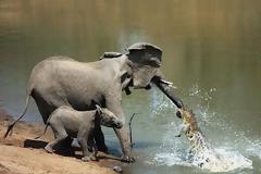 ΔΕΙΤΕ:  Οταν το παιδί σώνει τη μάνα...